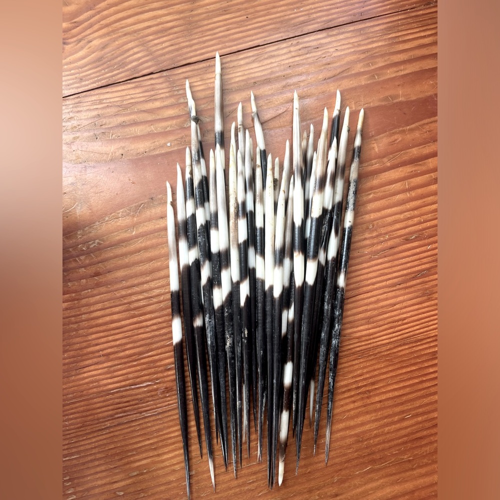 South African porcupine quill